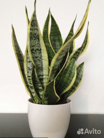 Сансивьерия