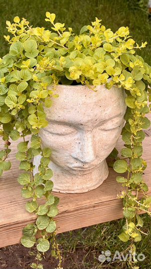 Лизимахия, вербейник монетчатый