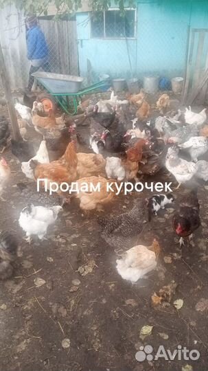 Куры молодки