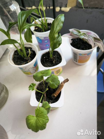 Комнатные цветы