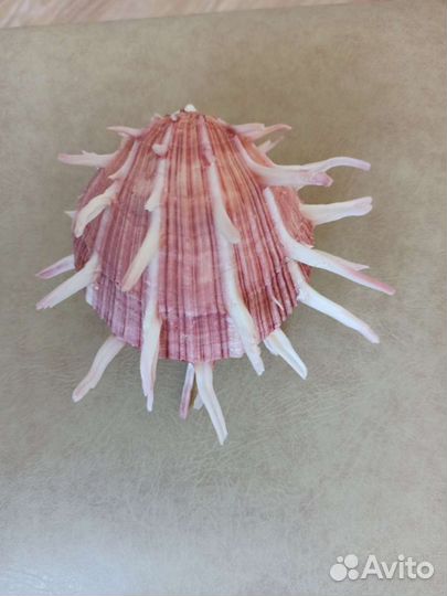 Морская раковина