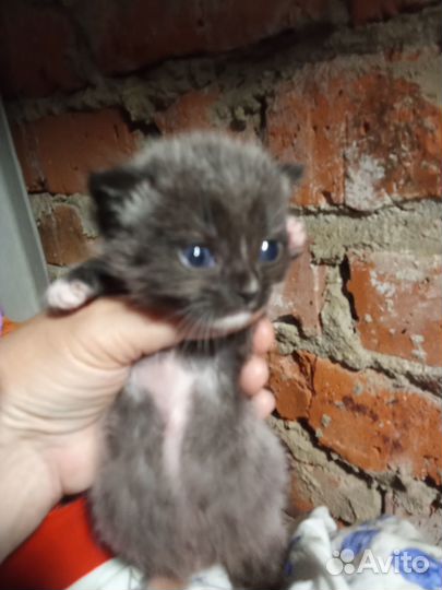 Отдам в добрые руки котенка1,5 месяца