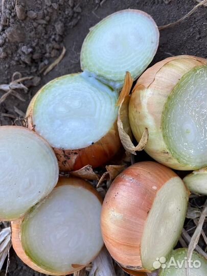 Лук на перо