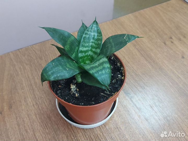 Сансевиерия