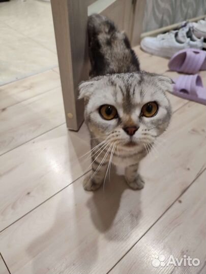 Шотландская вислоухая кошка бесплатно