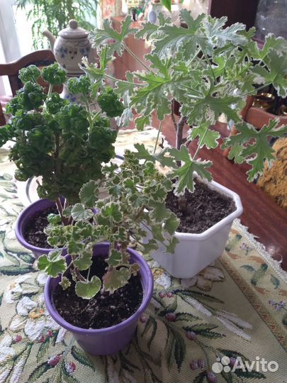 Герань душистая сортовая. Зеленая продана