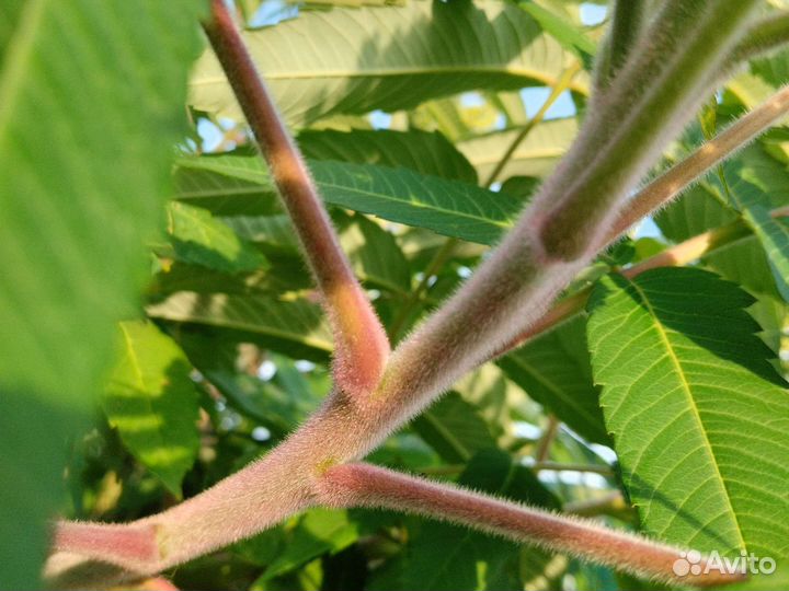 Саженцы сумах оленерогий