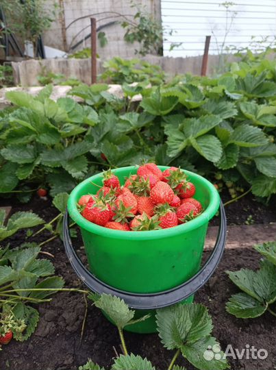 Рассада клубники