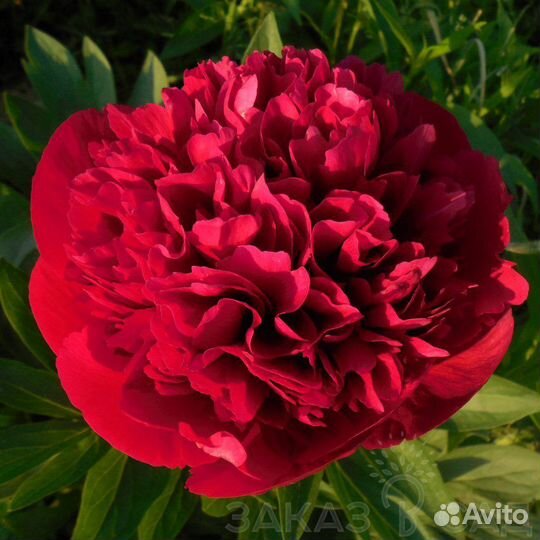 Пион Диана Паркс