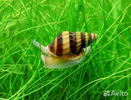 Улитка Хелена