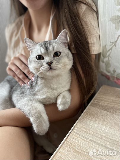 Шотландский кот вязка