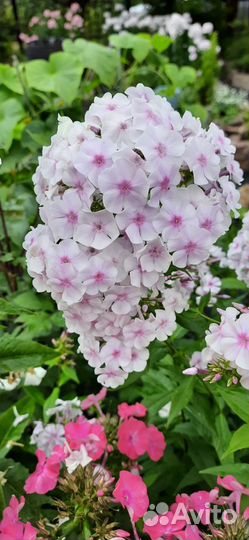 Флокс метельчатый