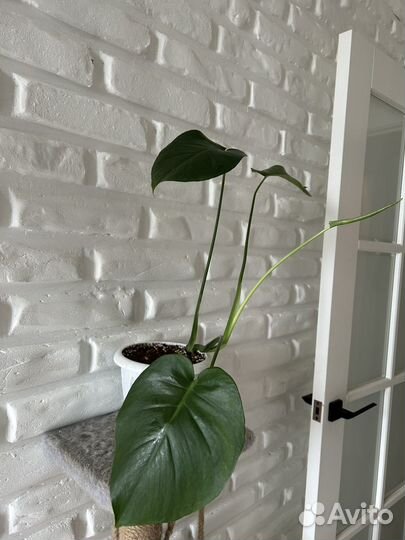 Монстера (лиана)