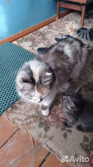 Котята в добрые руки бесплатно