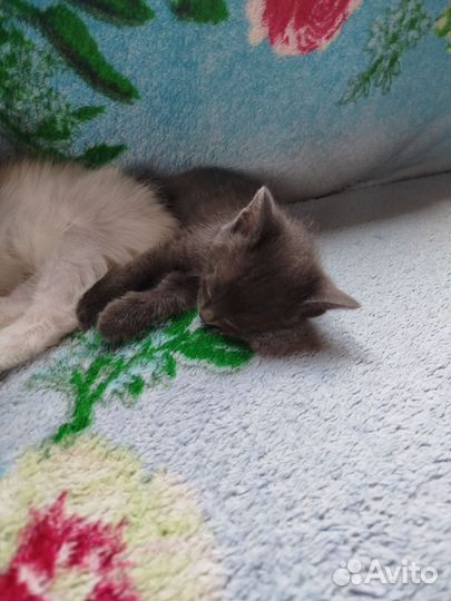 Отдам в добрые руки котят