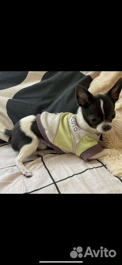 Одежда для собак