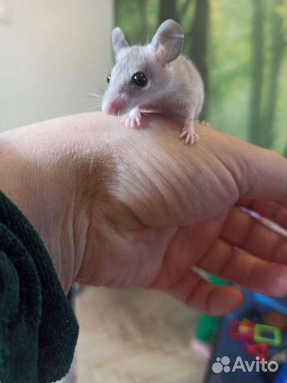 Иглистая мышь