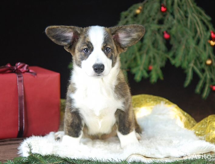 Щенки Вельш-Корги Кардиган РКФ