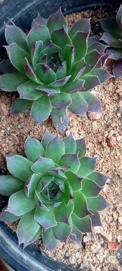 Каменные розы