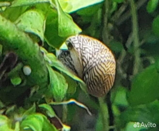 Улитки Теодоксус, чистят стёкла и декор аквариума