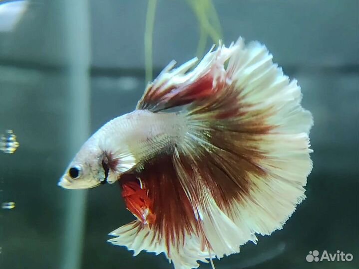 Петушок рыбка HM дракон