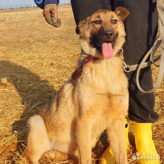 Собака в добрые руки