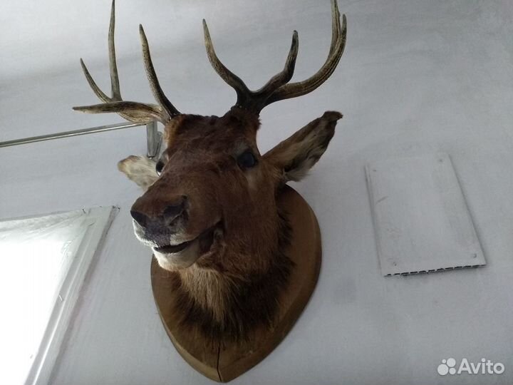 Чучело голова оленя