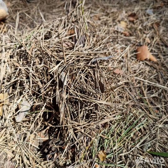 Хвоя сосновая сухая мульча