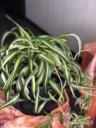 Хлорофитум кудрявый