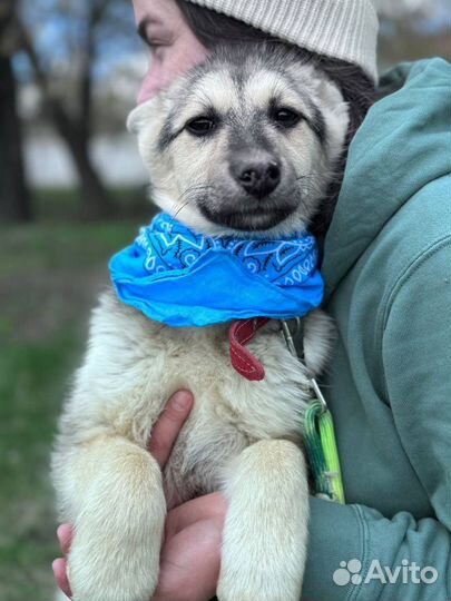 Беззащитная собака щенок грустит в приюте