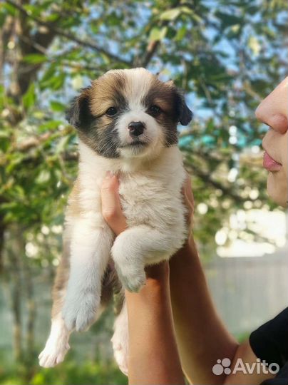 Красивые щенята девочка