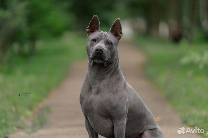 Вязка Тайский риджбек