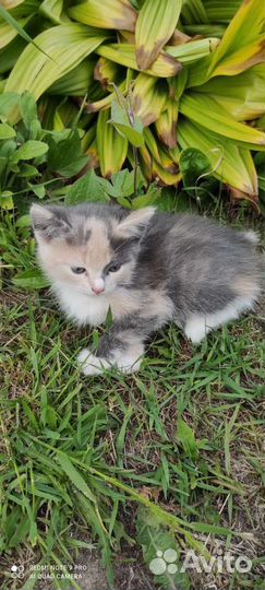 Котята в добрые руки бесплатно