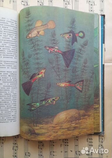 Книги. Иллюстрации. Ботаника. Собаководство
