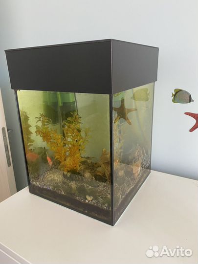 Аквариум
