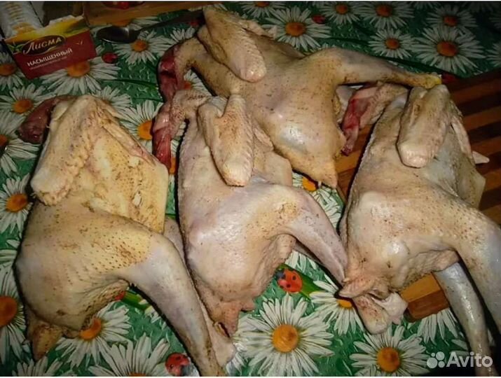 Петушки домашние