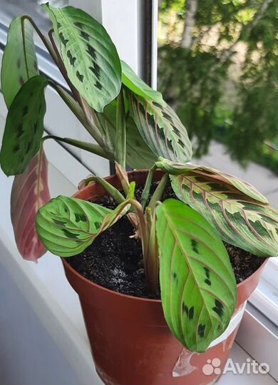 Аглаонема,маранта.алоэ