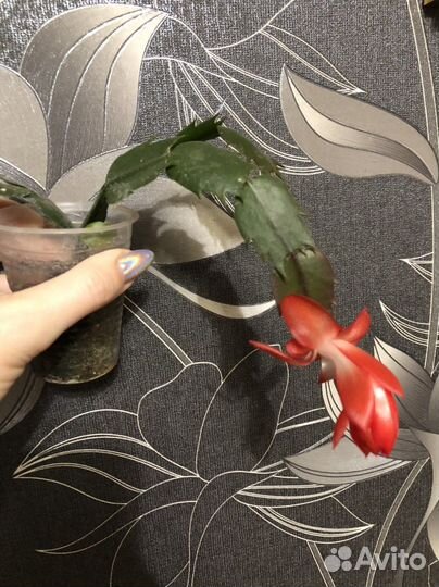 Декабрист махров, и красный