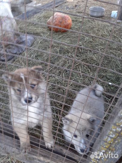 Западно сибирская лайка