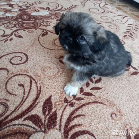 Собаки щенки