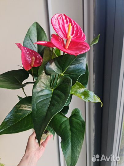 Антуриум розовый Калифорния