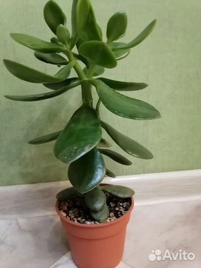 Крассула толстянка