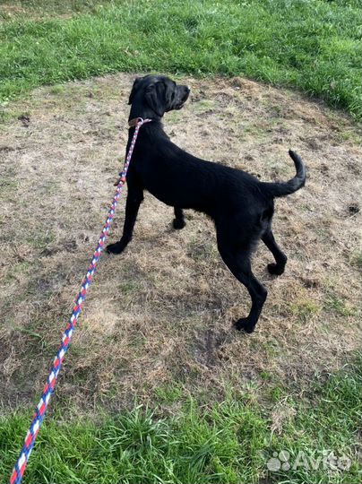 Метис лабрадора