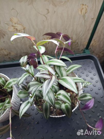 Комнатные цветы