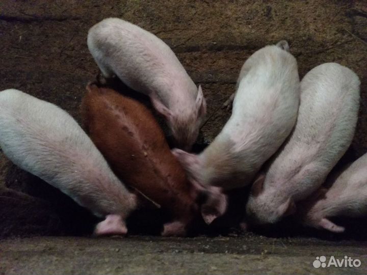 Поросенок Дюрок +ландрас