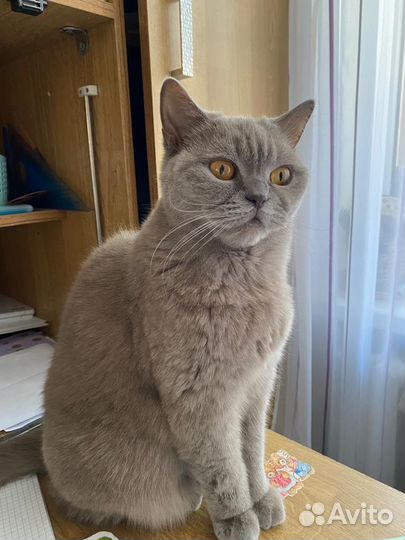 Ищем дом Боне