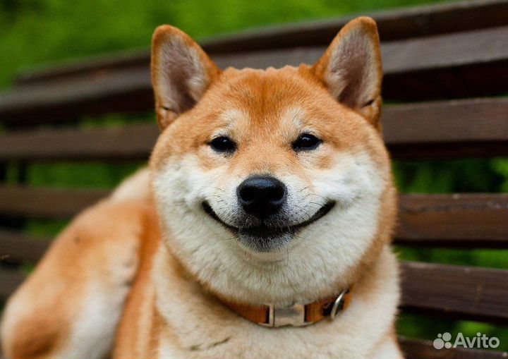 Передержка собак в питомнике Зоогостиница Кинолог