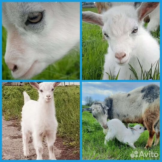 Зааненская коза/камерунец