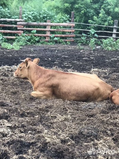 Телки стельные