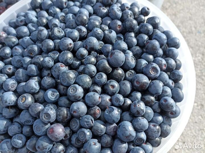 Черника свежая